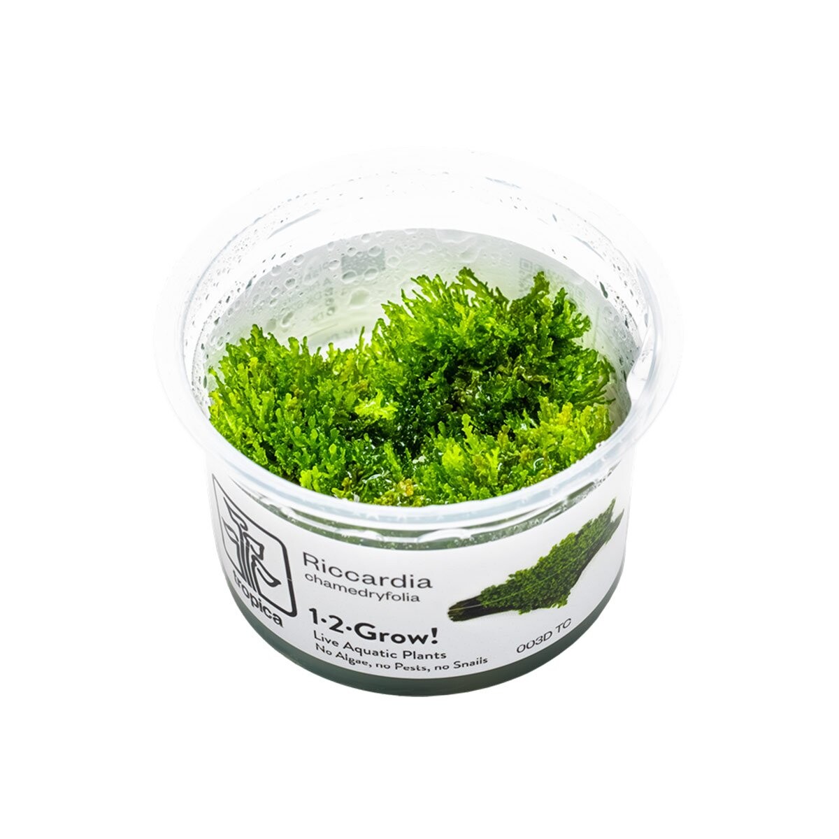 Tropica mechová rostlina Riccardia chamedryfolia