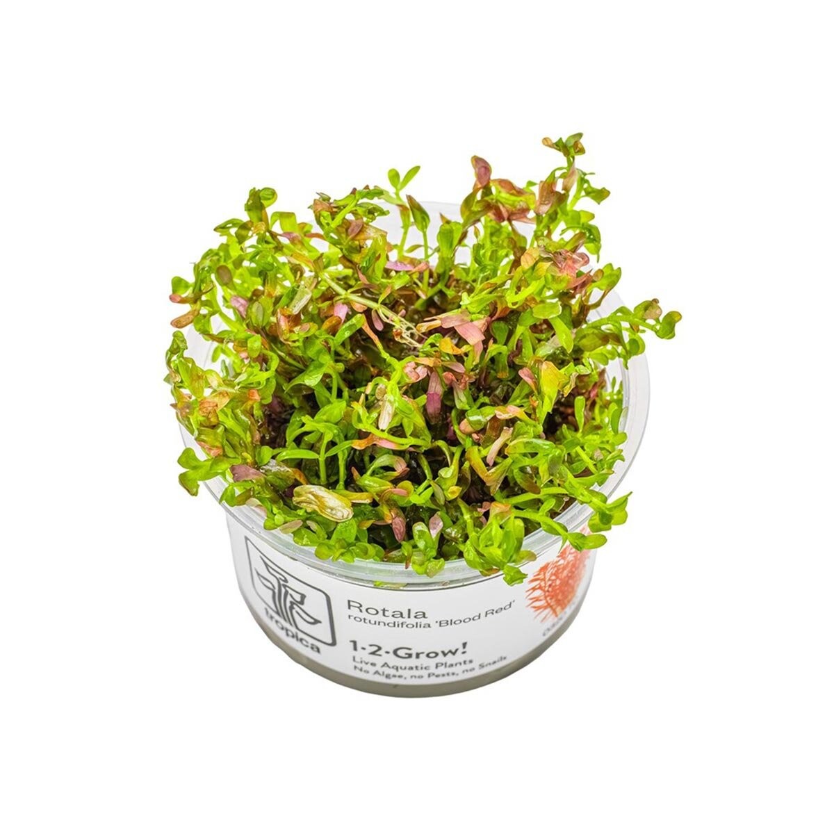 Tropica Rotala rotundifolia Blood Red