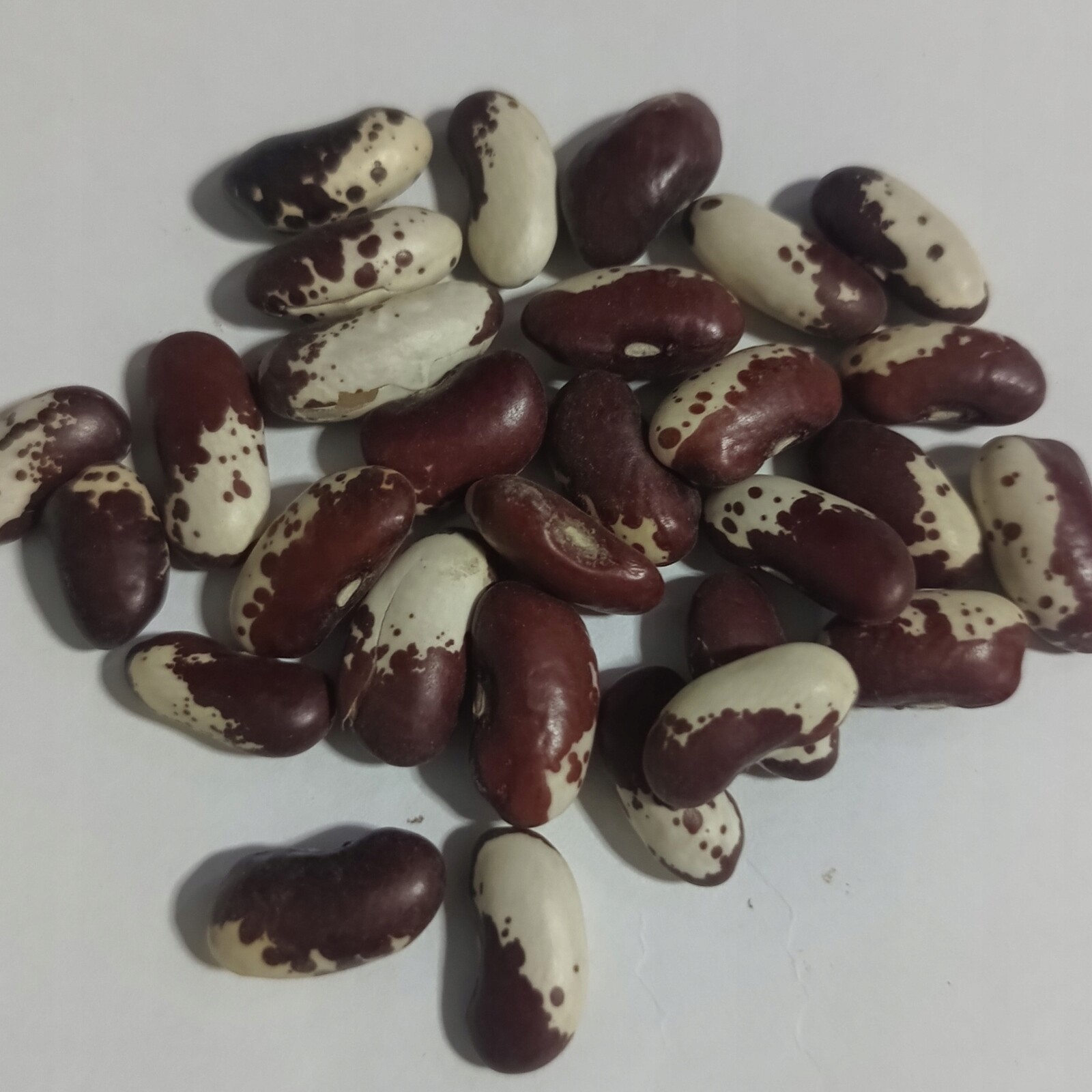 Fazole barevná – orel 5 kg Rafex