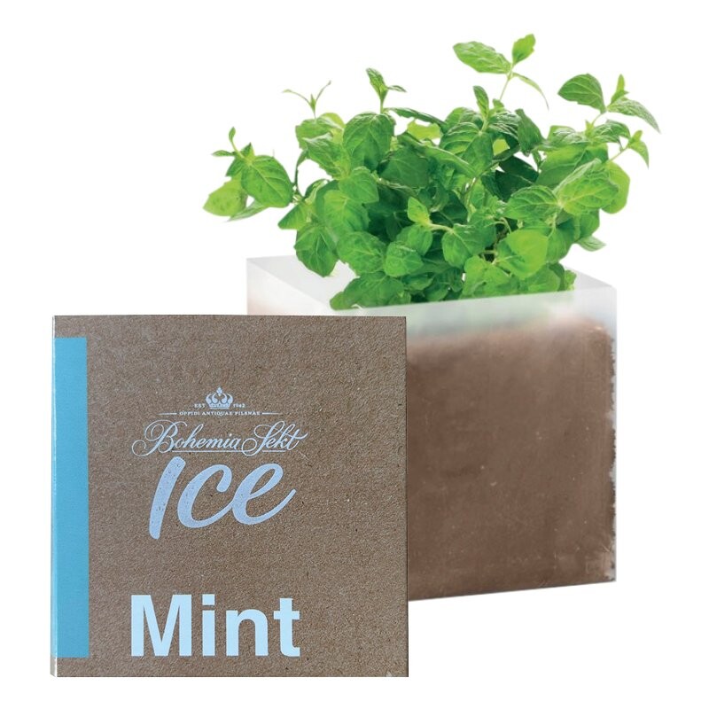 Bohemia Sekt ICE semínka máty