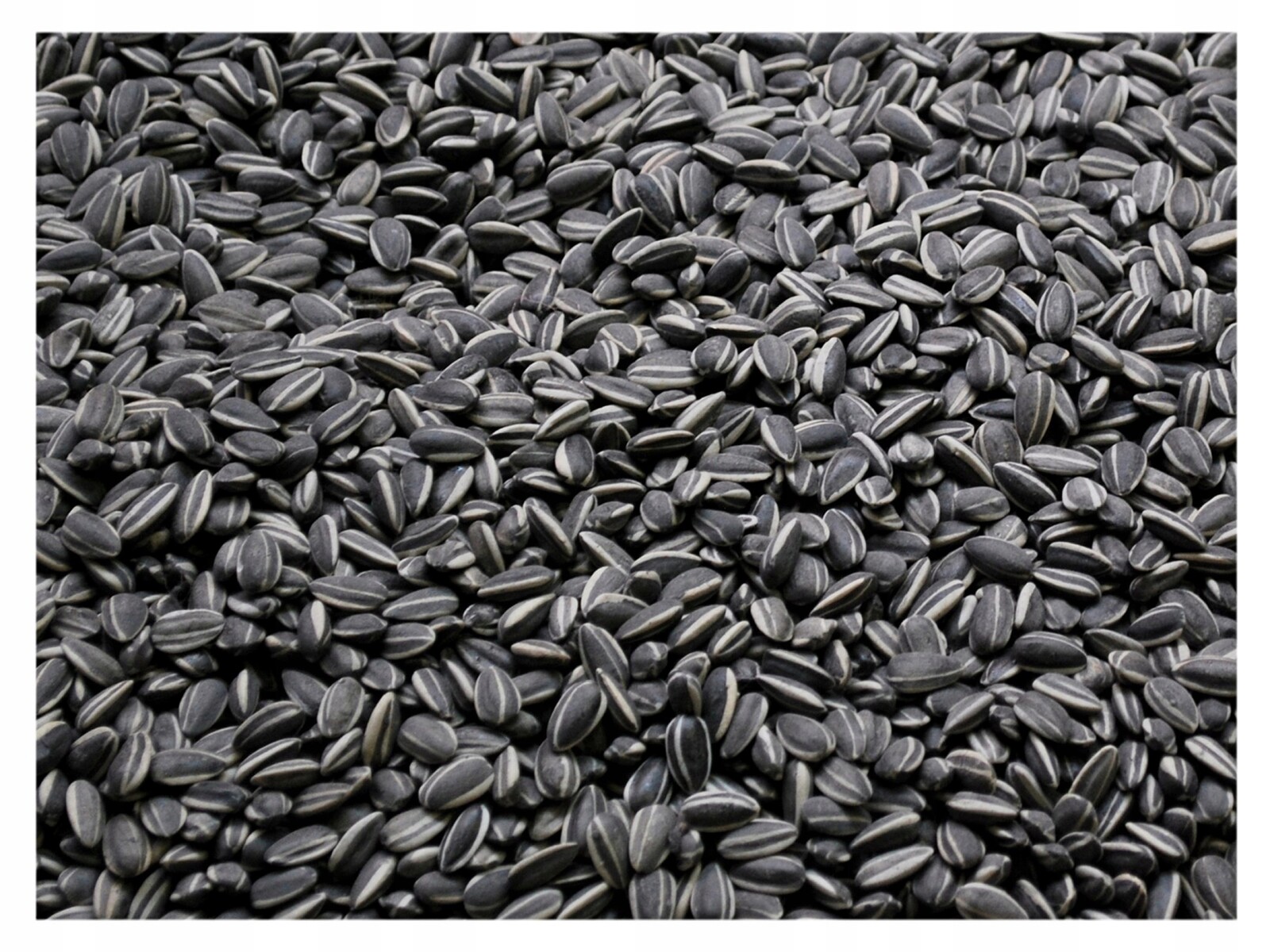 Slunečnice černá neloupané zrno na zimu krmítko pro ptáky 14 kg