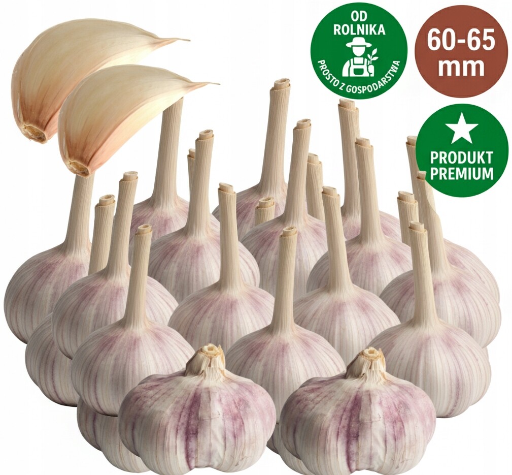 Česnek Polský Harnaś Zimní od farmáře na potraviny Velký 60-65 mm 20 kusů