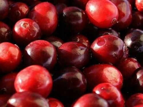 Čerstvá Brusinky Velkoplodá, Sklizeň 2025, Polsko, 5 Kg