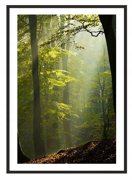 Obraz Plakát V Rámu 53x73 cm Les P2016
