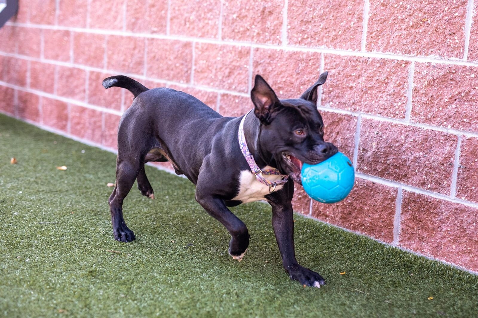 Jolly Pets Veselý Fotbalový Míč Světle Modrý L (20 CM)