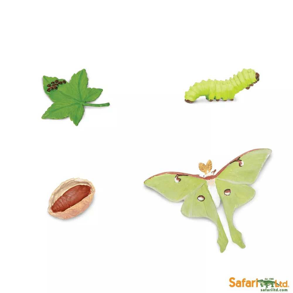 Safari Ltd. Safari Ltd. Životní cyklus - Můra