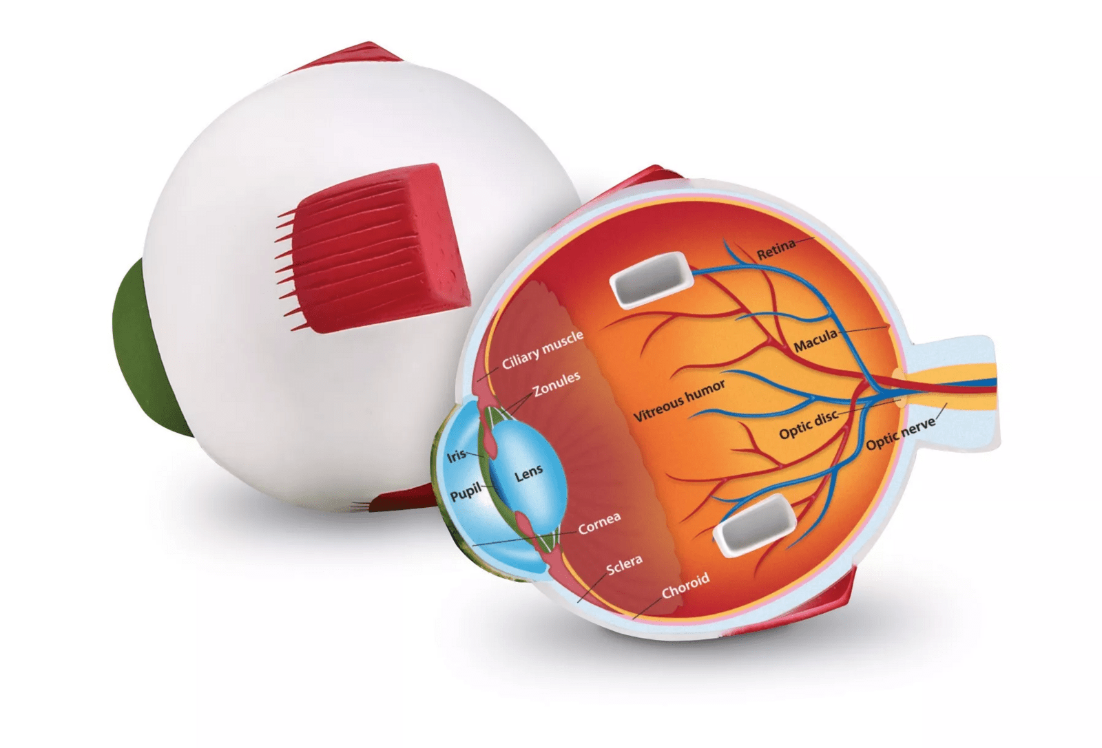 Learning Resources Learning Resources Pěnový model oka