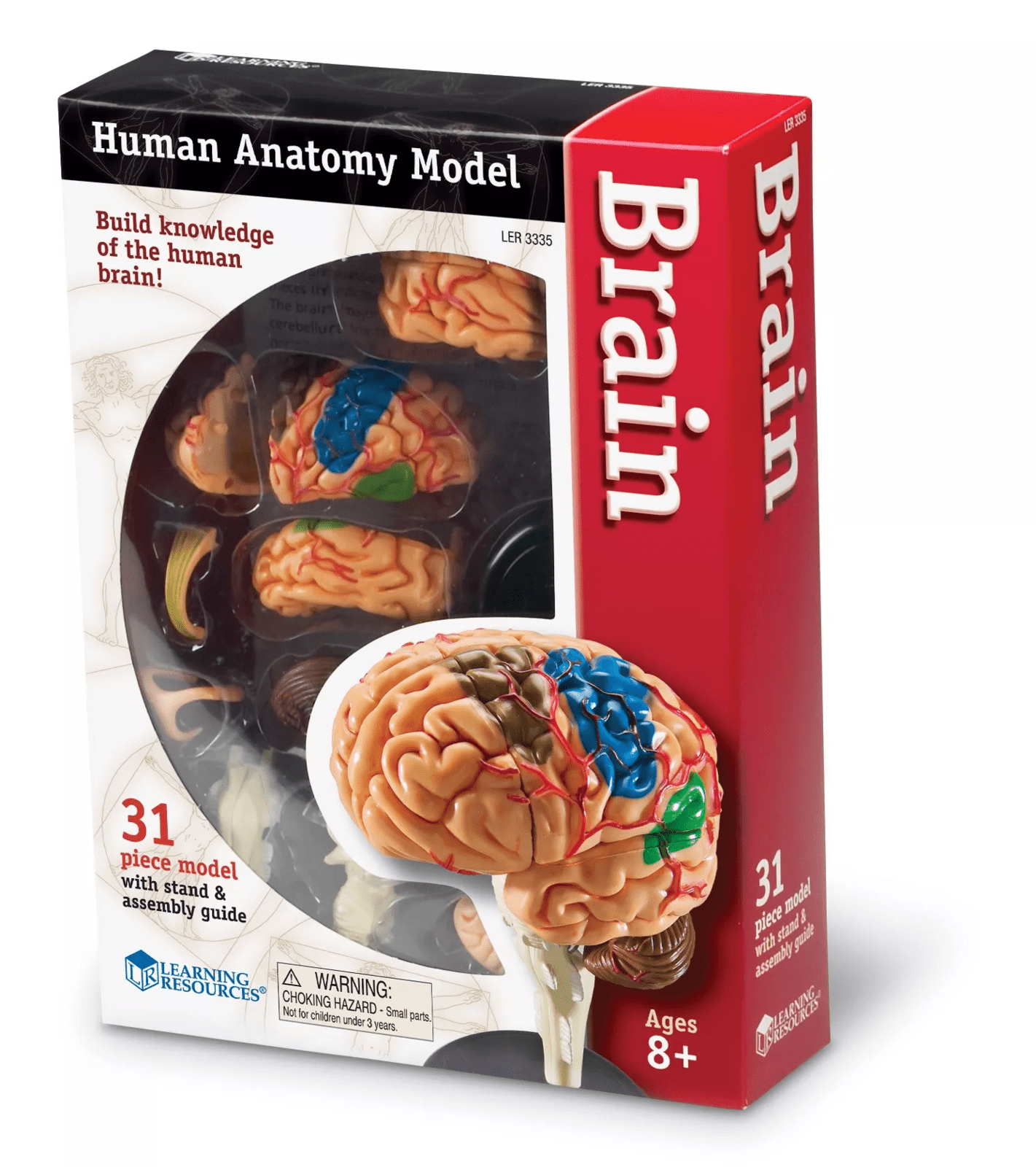 Learning Resources Learning Resources Anatomický model mozku