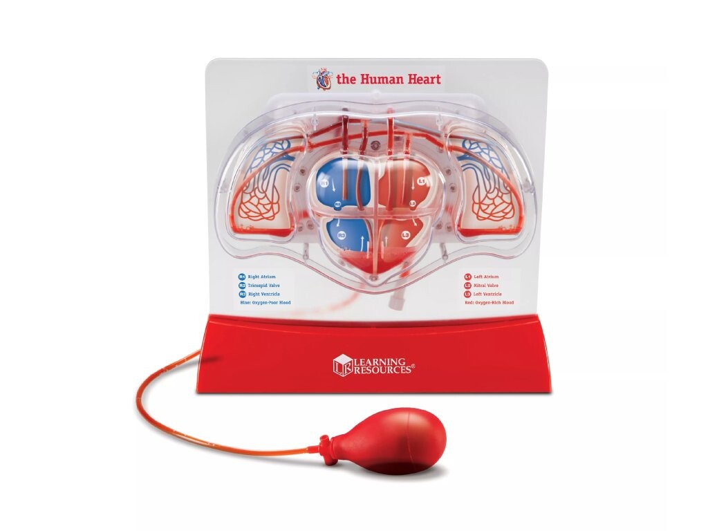 Learning Resources Learning Resources Krevní oběh v srdci