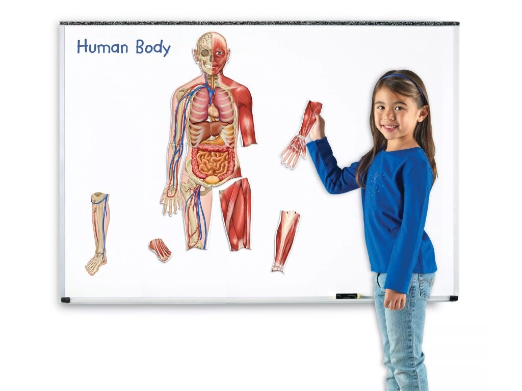 Learning Resources Learning Resources Oboustranné magnetické lidské tělo