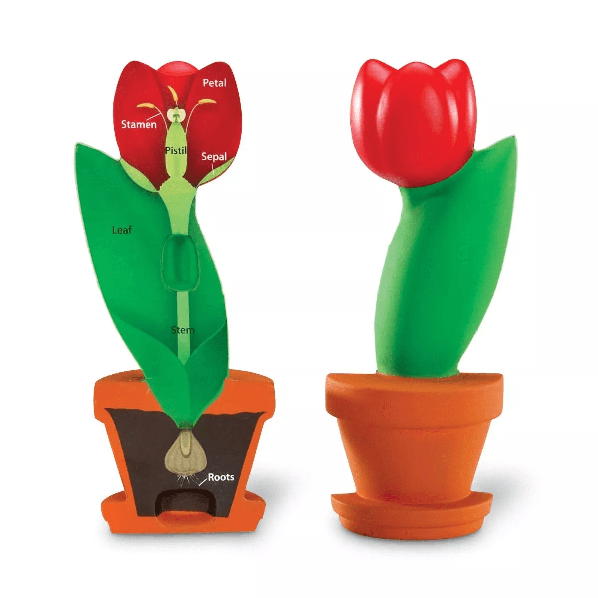 Learning Resources Learning Resources Řez květinou