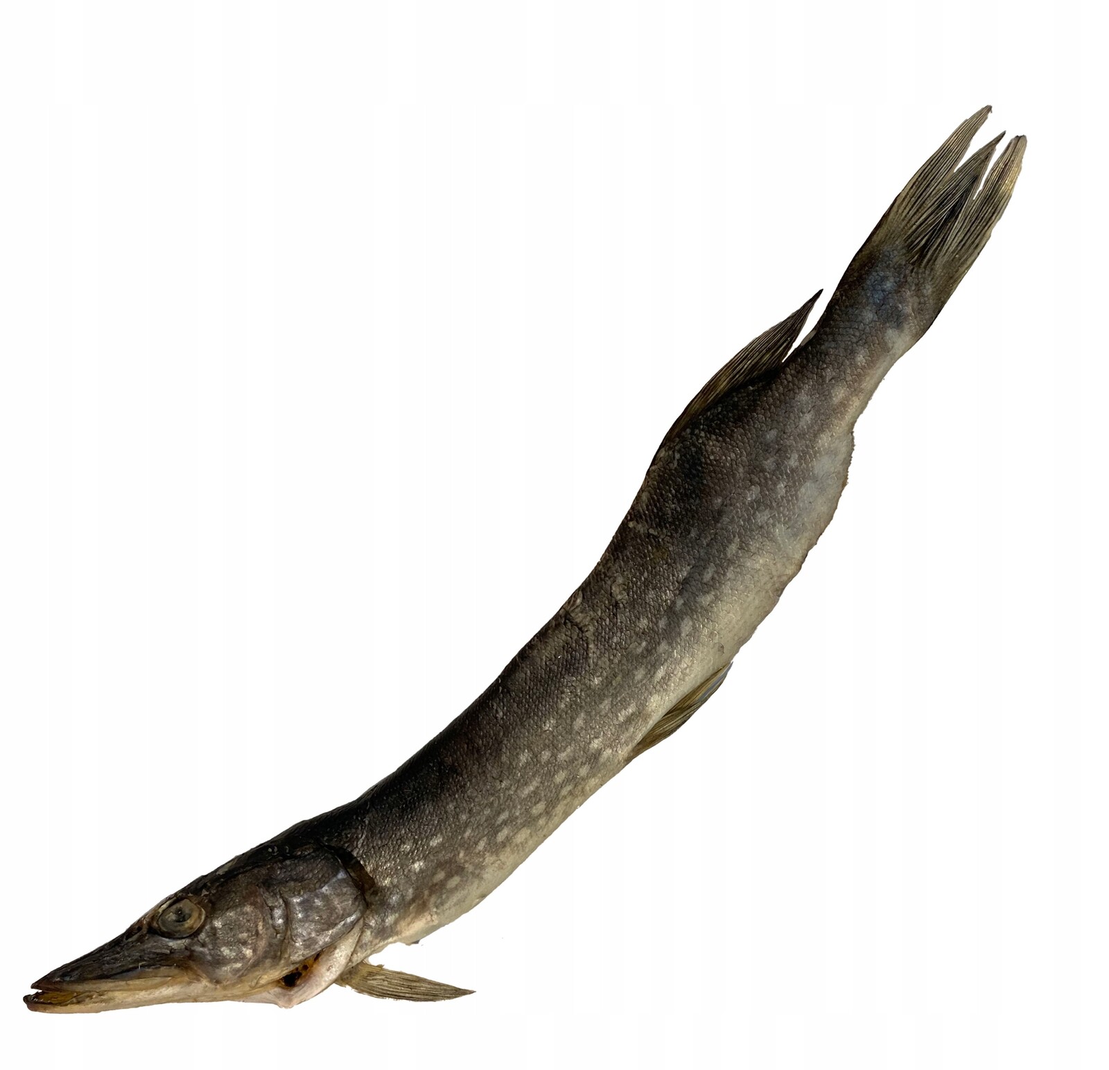 Sušená Ryba K Pivu Štika Vyzkoušená velká 800+/-10g kg