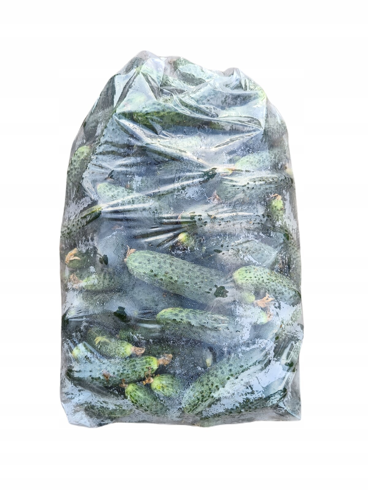 Čerstvé okurky 5 kg k nakládání