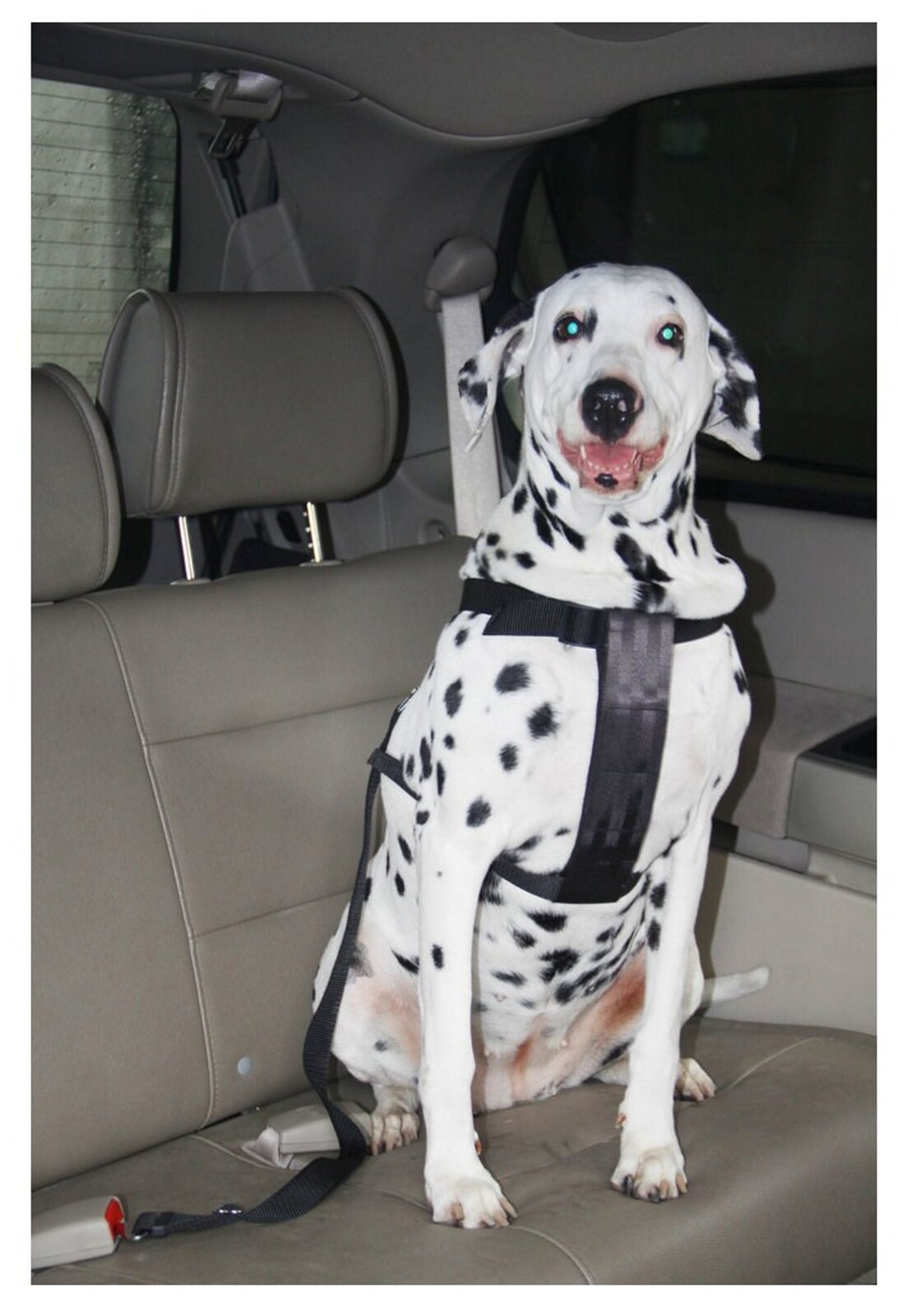 Postroj do auta pro psa L Max 24 Kg