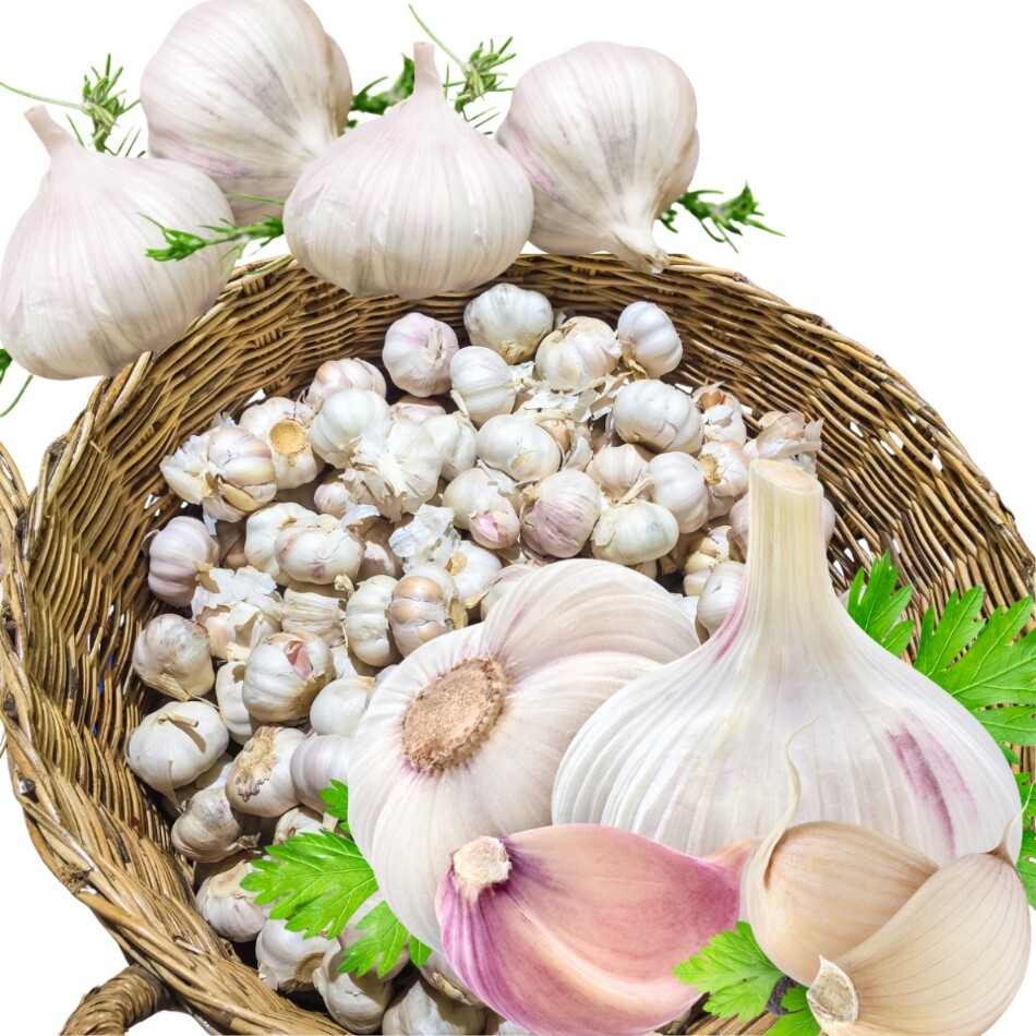 Česnek Polský Harnaś Zimní od farmáře pro potraviny Velký 60-65 mm 1 kg