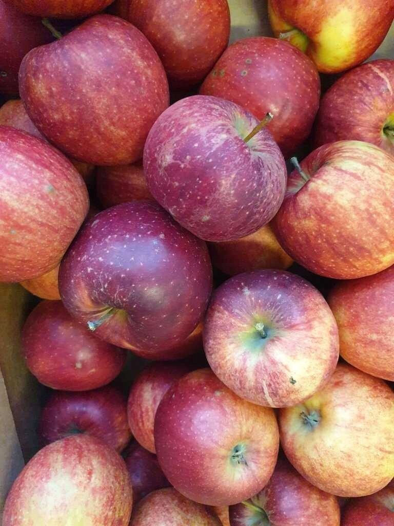 Jablko Lobo krabička 13 kg