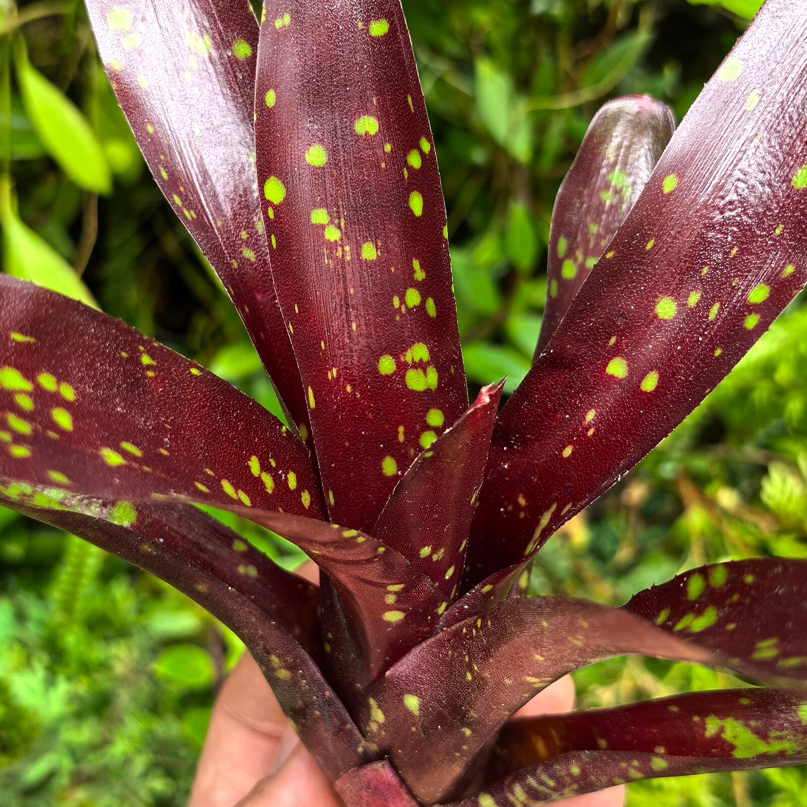 Neoregelia 'Dark Spot' – vivárium