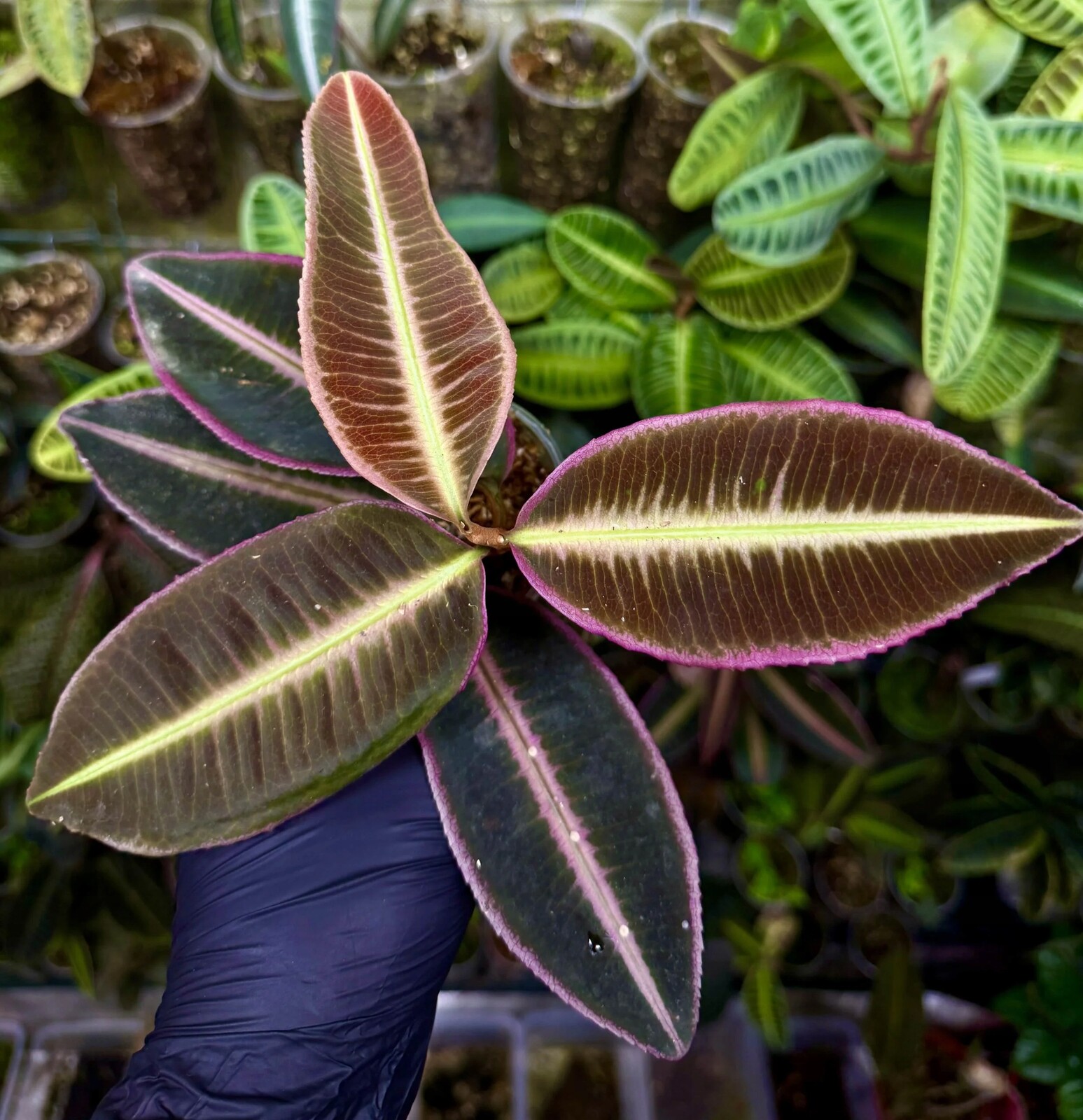 Emblemantha urnulata „Veinless Pink“ rostlina do paludária terária