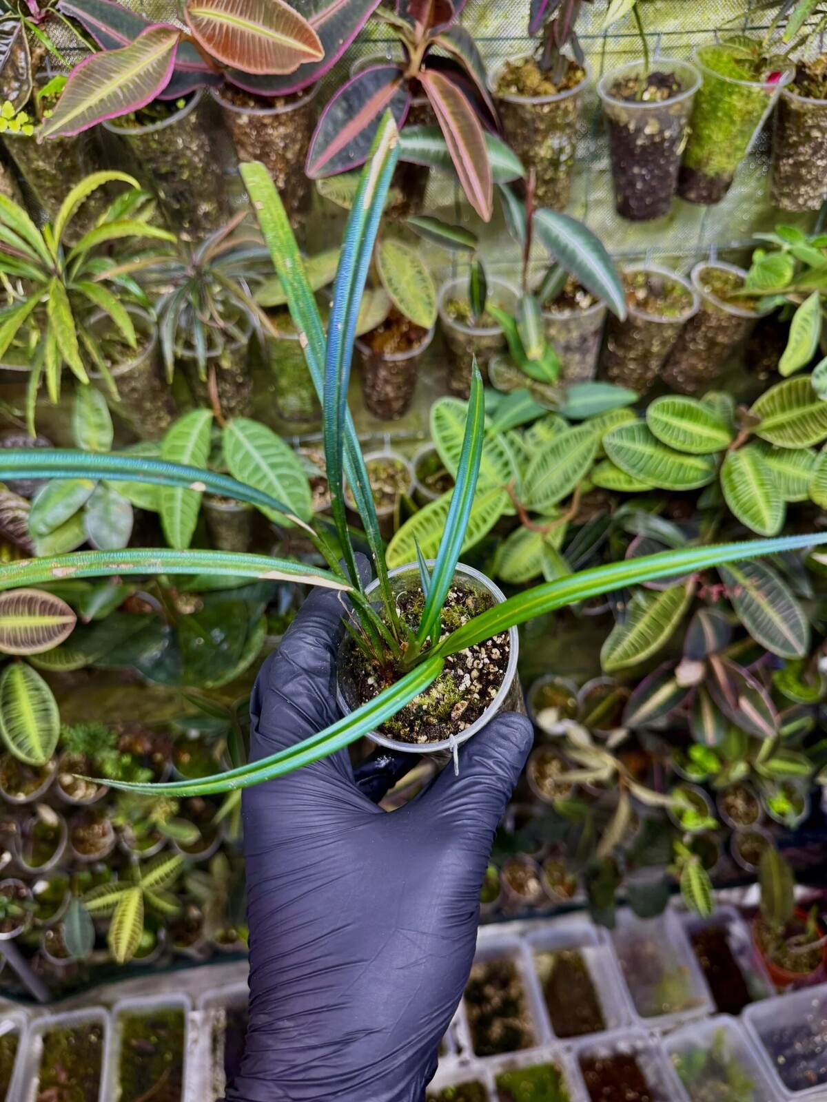 Mapania caudata opalizující tráva rostlina do terária paludárium