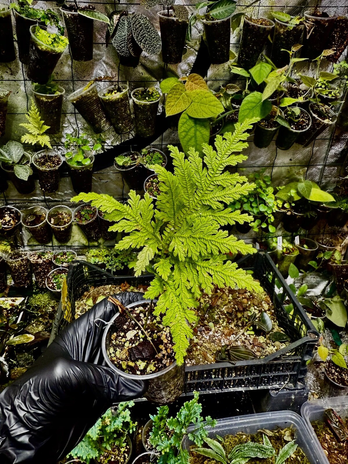 Selaginella sp. „Fern Leaf Type” rostlina do terária paludárium