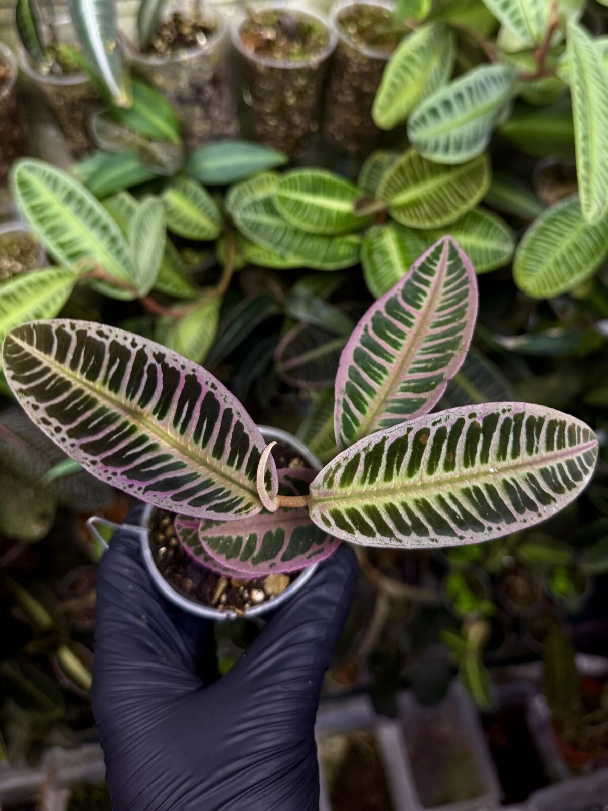 Emblemantha urnulata “ Fluo Pink” rostlina do paludária terária