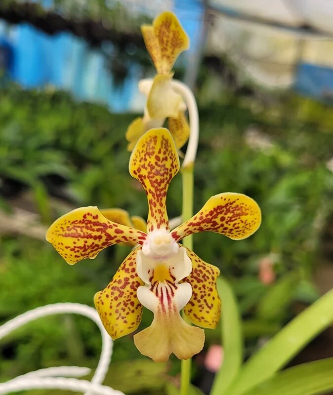 Vanda Marianne (denisoniana x tricolor) orchidej epifit terárium