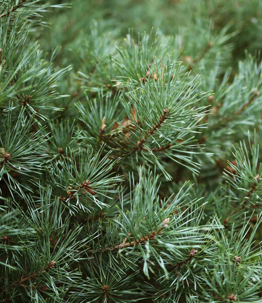 Zafido (distributor) Chvojí - borovice černá 10 kg