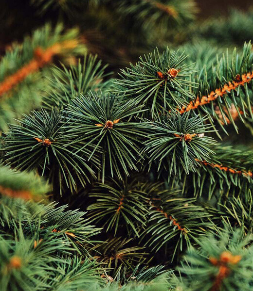 Zafido (distributor) Chvojí - smrk pichlavý 10 kg