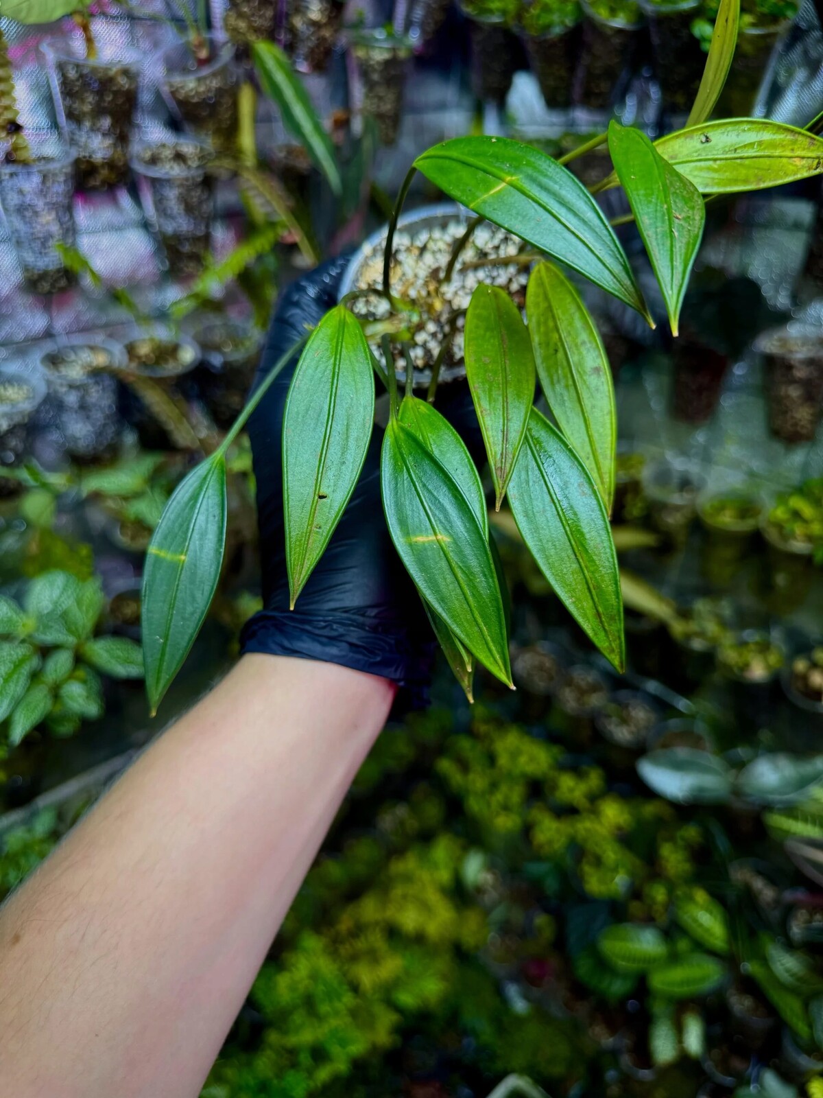 Aridarum sp. – vzácný epifyt z Bornea do terária a paludária Parrot Pl