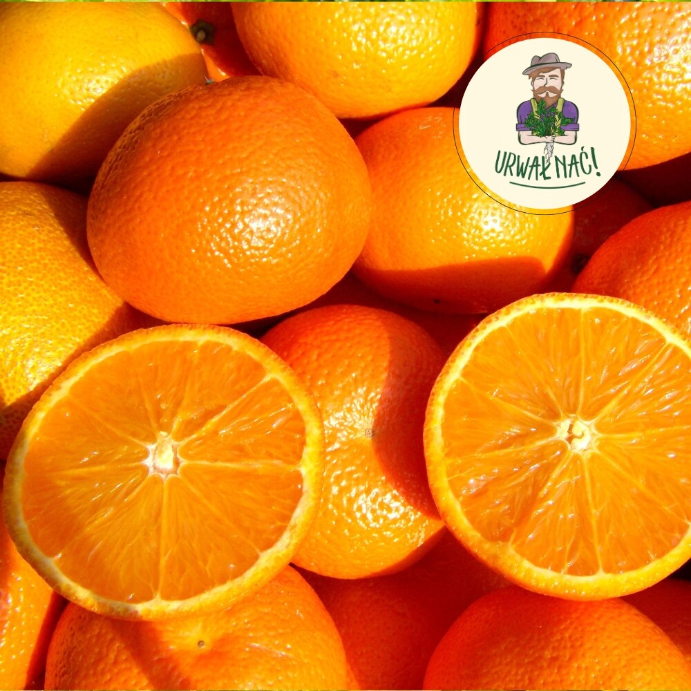 Dezertní pomeranče 10 kg Nejlevněji v Polsku