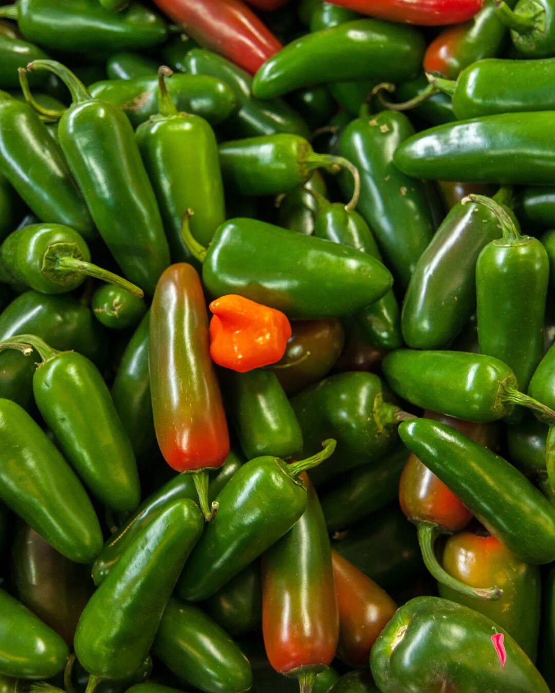 Paprika jalapeno zelená černavá mix 1KG