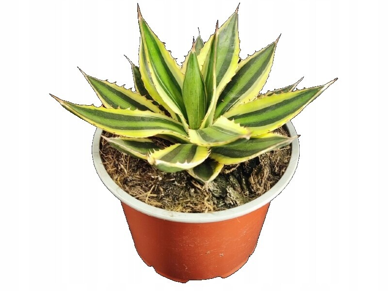 Sukulent Agáve 'Quadricolor' rostlina do terária