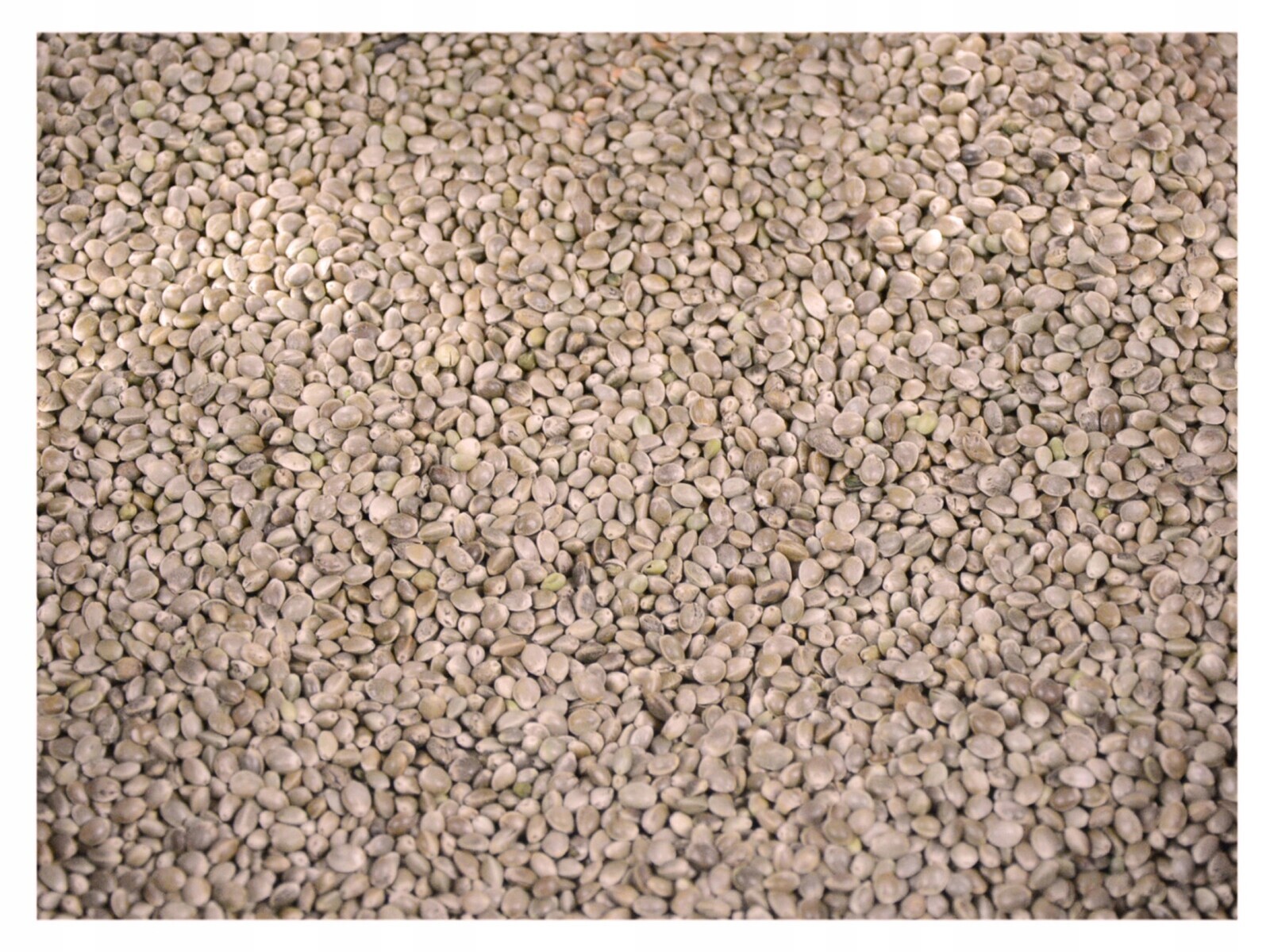 25 kg Sorgo bílé krmivo, krmivo pro střední a velké holuby a papoušky Kampol