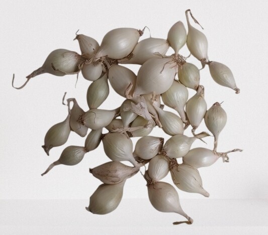 Cibule jarní cibulka 0,25 kg