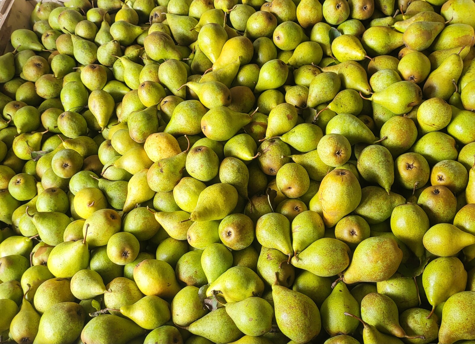 Ekologická hruška Xenia sladká, šťavnatá, certifikát eko 10 kg