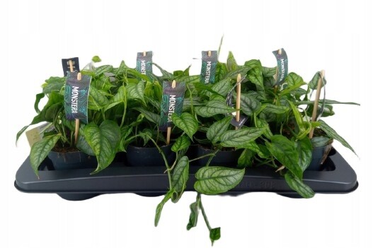 Monstera siltepecana monstera stříbrná, výška cca 20 cm