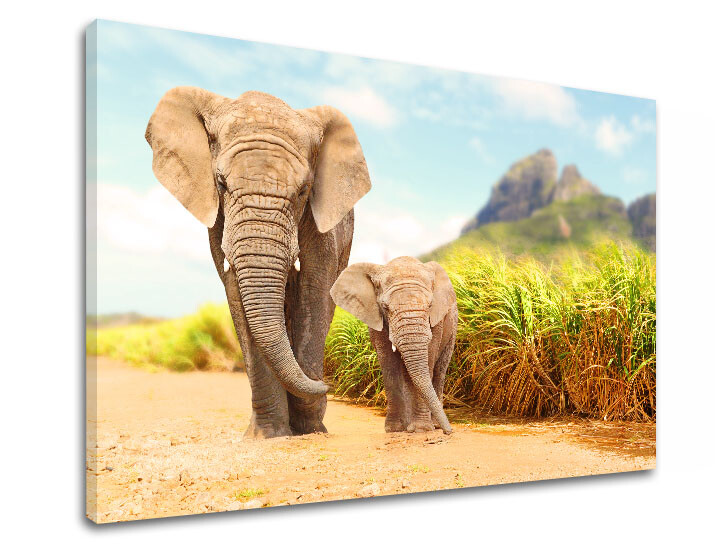 Nástěnná malba ZVÍŘATA_049-11