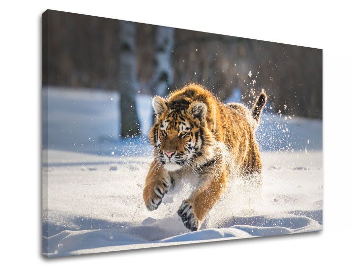 Nástěnná malba ZVÍŘATA_048-11