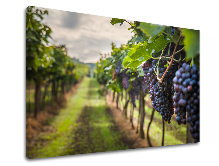 Nástěnná malba HROZNO_091-11