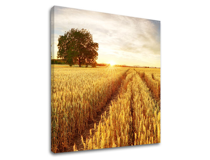 Nástěnná malba LÚKA_053-12