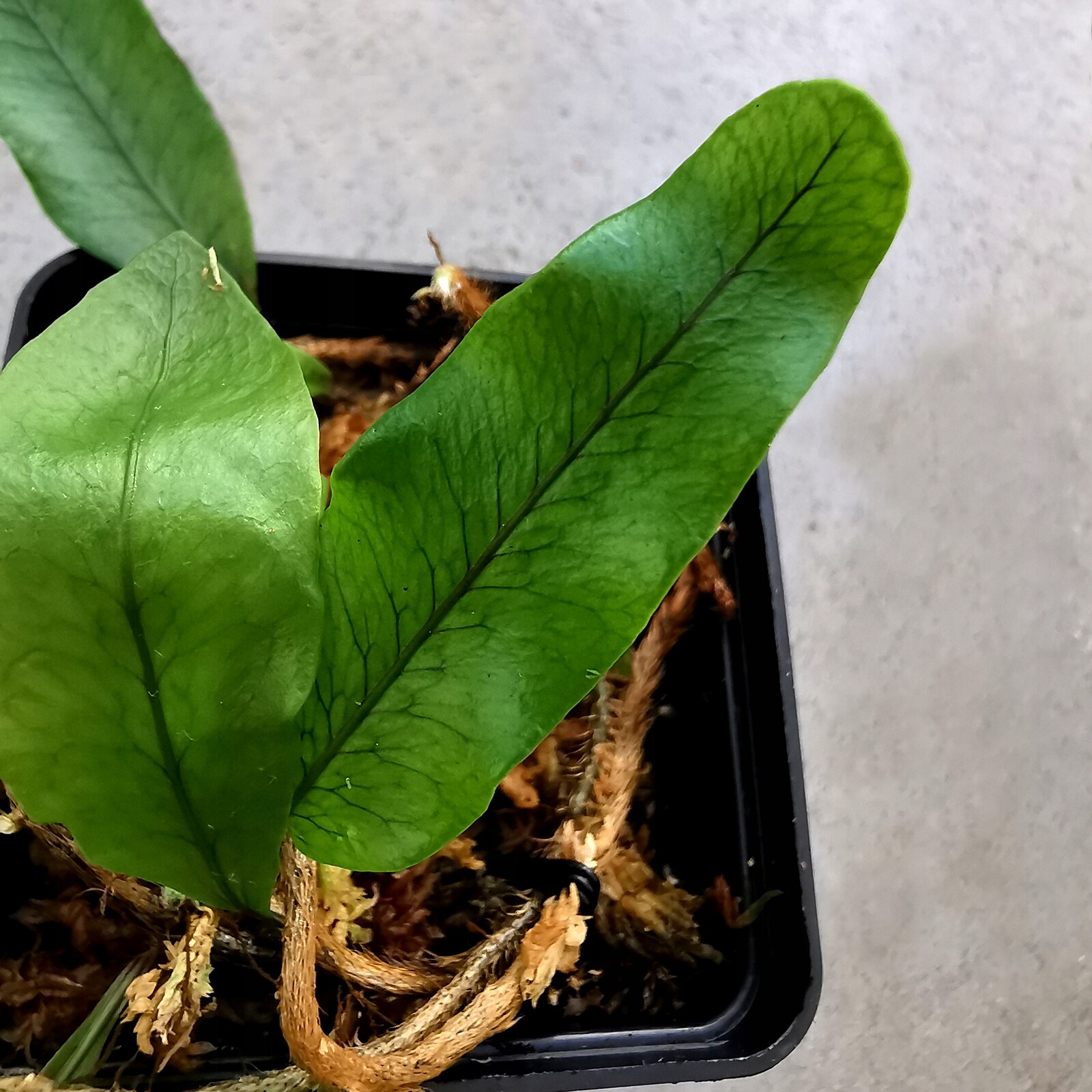 Kapradina Microgramma nitida vivárium