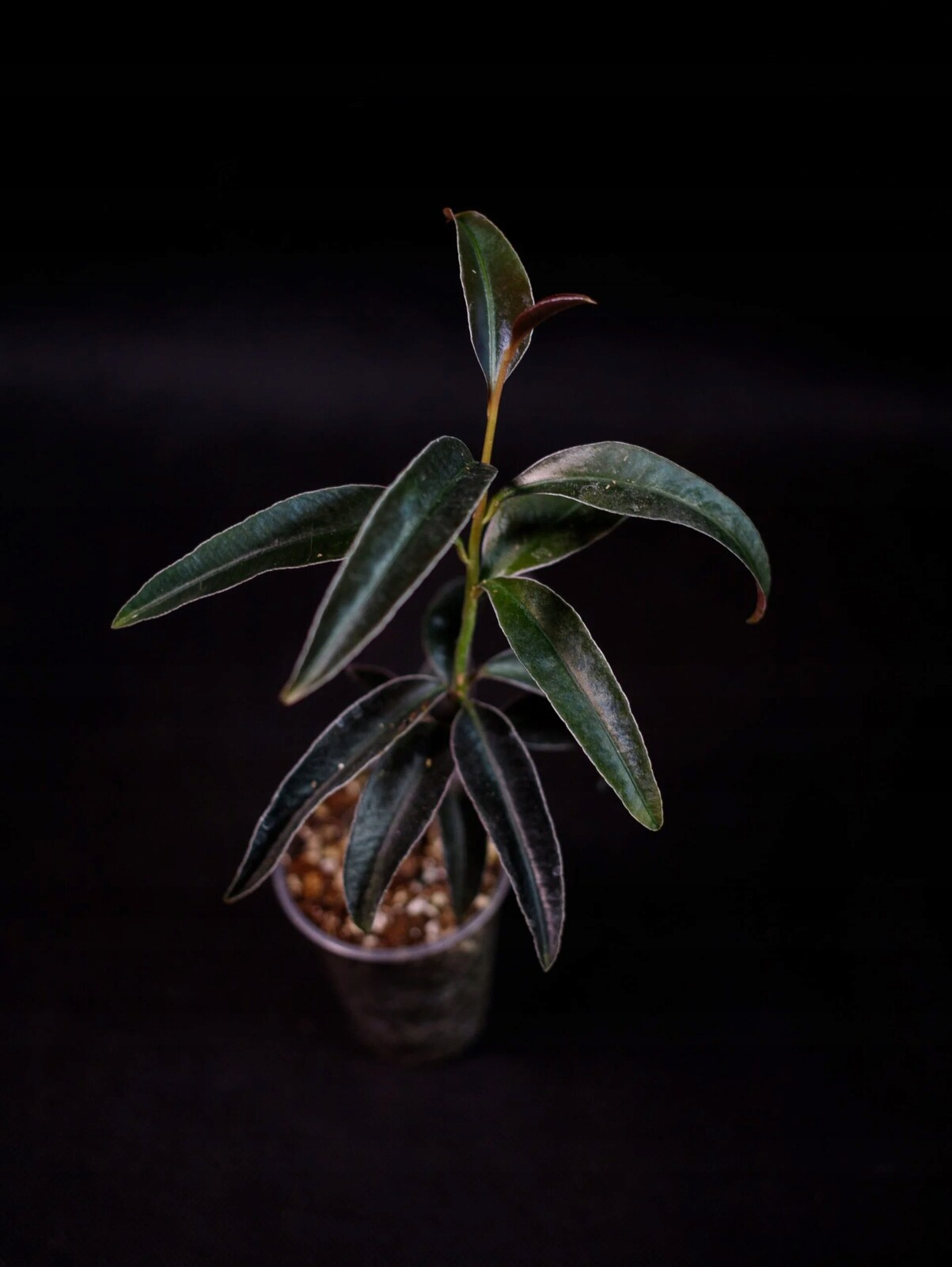 Ardisia sp. 