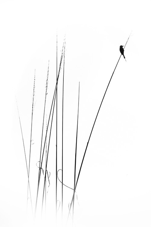 swapnil. Plakát, Obraz - a sabbatical, swapnil., 26.7 × 40 cm