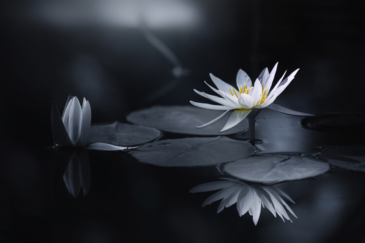 Takashi Suzuki Plakát, Obraz - Reflection, Takashi Suzuki, 40 × 26.7 cm