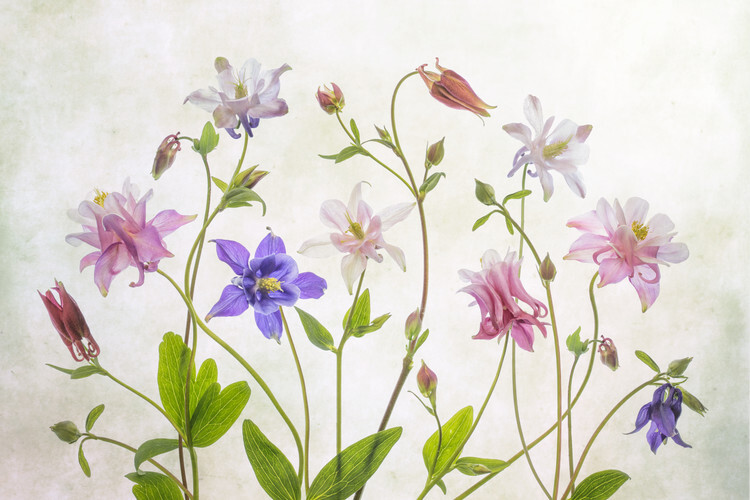 Mandy Disher Plakát, Obraz - Columbine, Mandy Disher, 40 × 26.7 cm