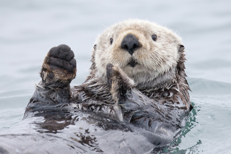 Roman Golubenko Plakát, Obraz - Yesterday I caught a fish thiiis big! - Otter. Alaska, Roman Golubenko, 40 × 26.7 cm