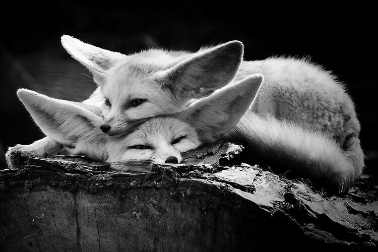 IB Ross Rossi Plakát, Obraz - The happy couple, IB Ross Rossi, 40 × 26.7 cm