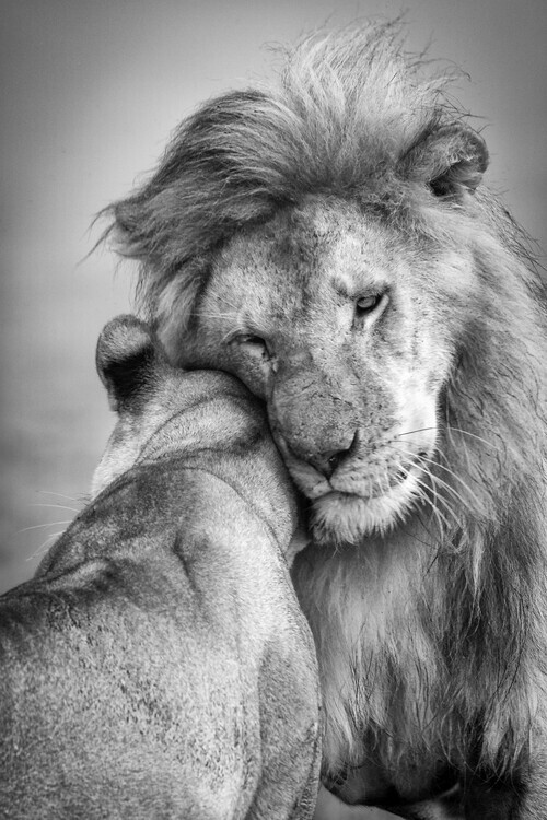 Ali Khataw Plakát, Obraz - African Love!, Ali Khataw, 26.7 × 40 cm