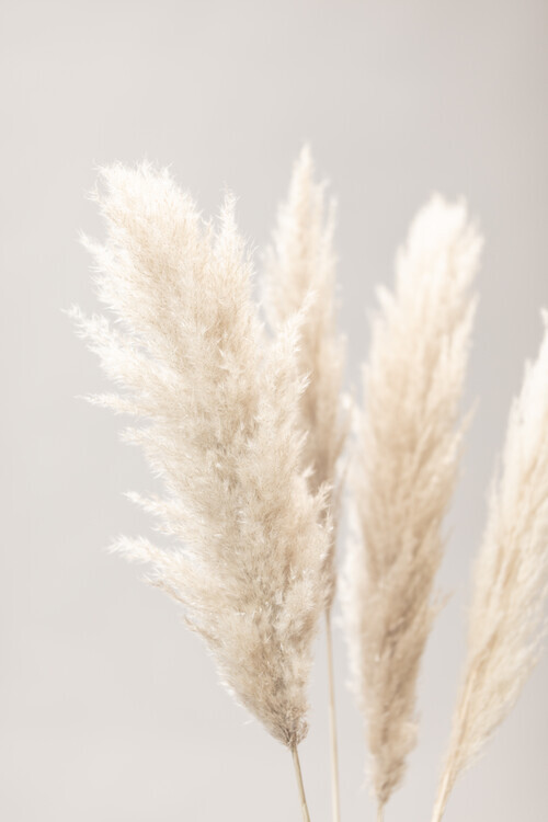 Studio Collection Plakát, Obraz - Pampas Grass Grey 02, Studio Collection, 26.7 × 40 cm