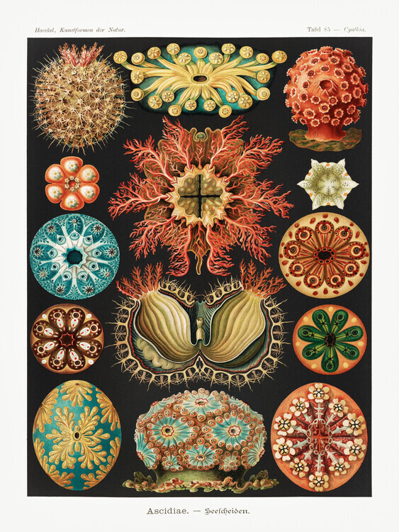 Ernst Haeckel Plakát, Obraz - Ascidiae–Seescheiden, Ernst Haeckel, 30 × 40 cm
